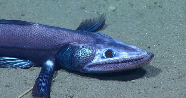 爬行动物|动物进化的10个步骤