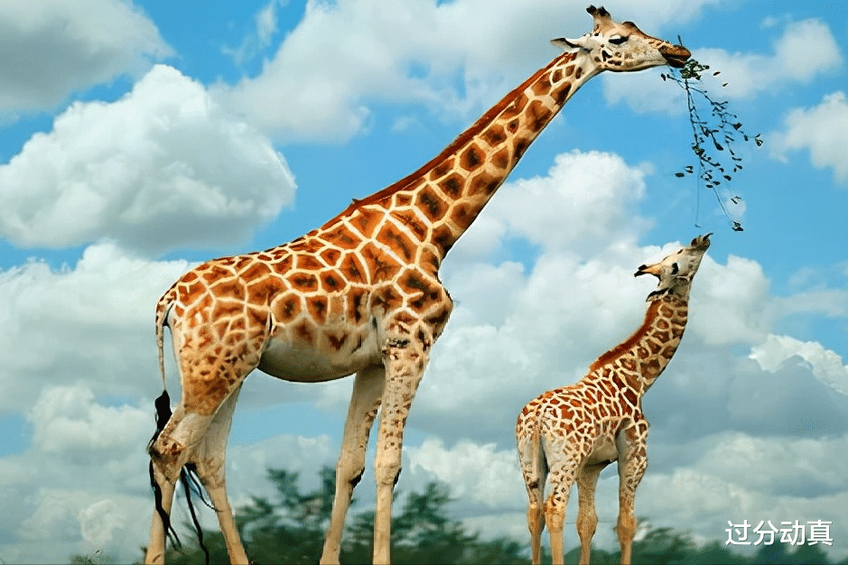 Nature|全球最胖的10个动物，美国出现500公斤的狮虎兽，打破吉尼斯纪录