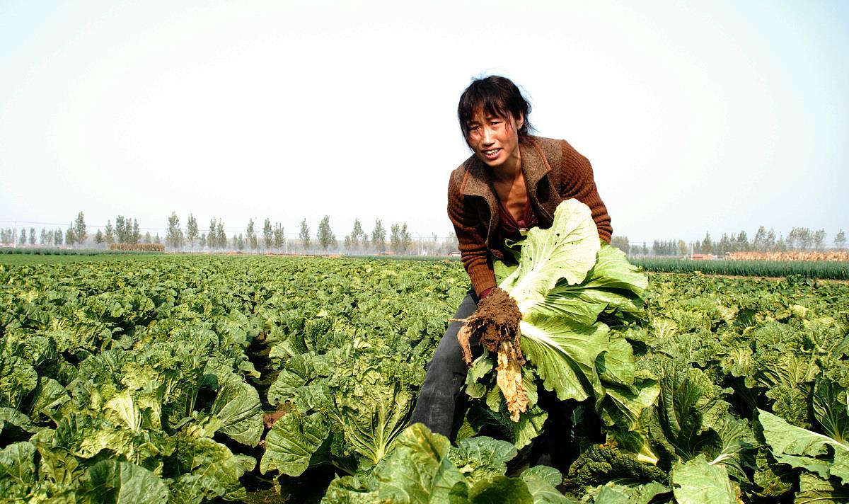老话说:“小雪收菜,不收冻坏”,小雪节令究竟有哪些蔬菜可收?
