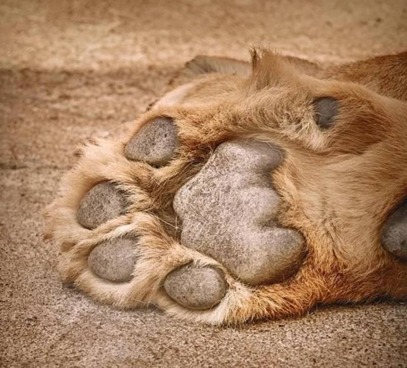 狮子 一个成年男性手持铁棍，能否打得过一只成年雄狮？