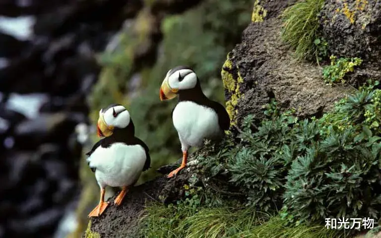 火星 北极海鸟大规模死亡,部分行动缓慢、软弱无力,科学家认为不正常!