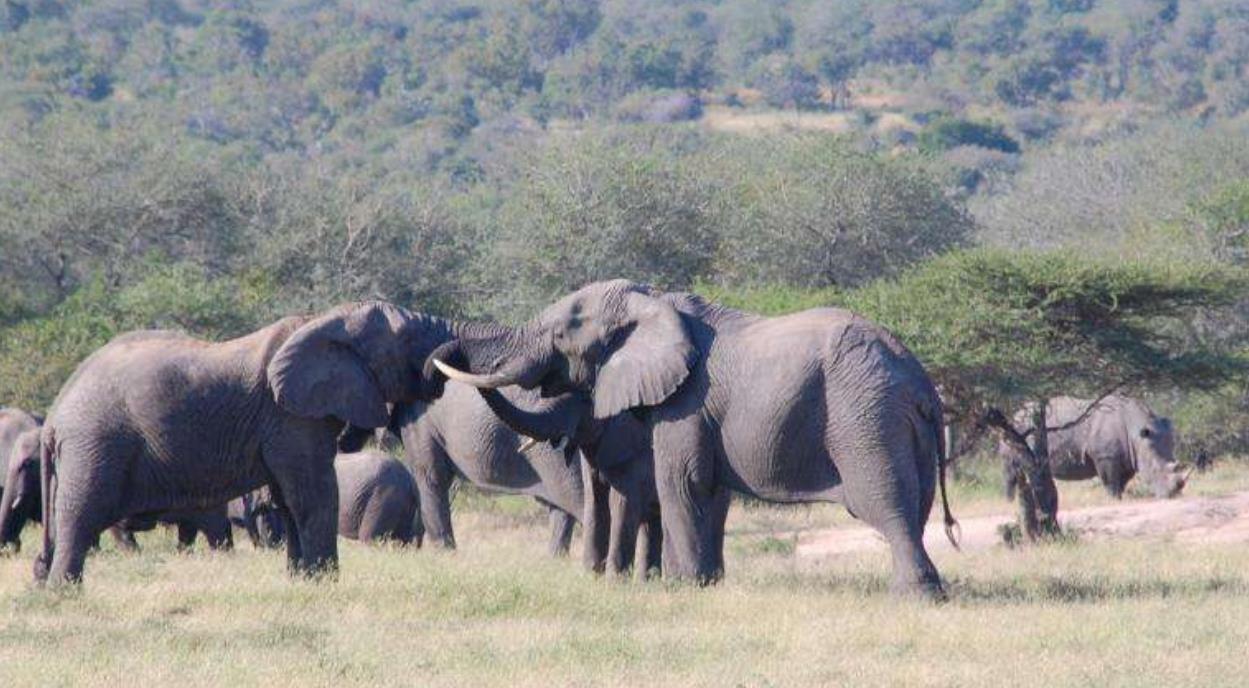 大象报恩：他曾从枪口救出8只大象，去世时21头大象出现在葬礼上