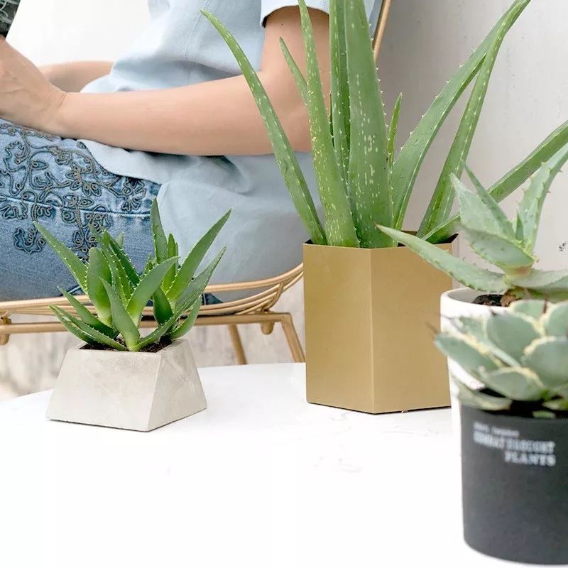 卧室不要乱养花,4种“催眠花”,净化夜间空气,一觉睡到大天亮