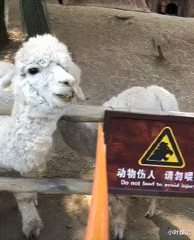 小叶娱记 “楼下新开一家店，去了一次，才知道为啥生意好了”！