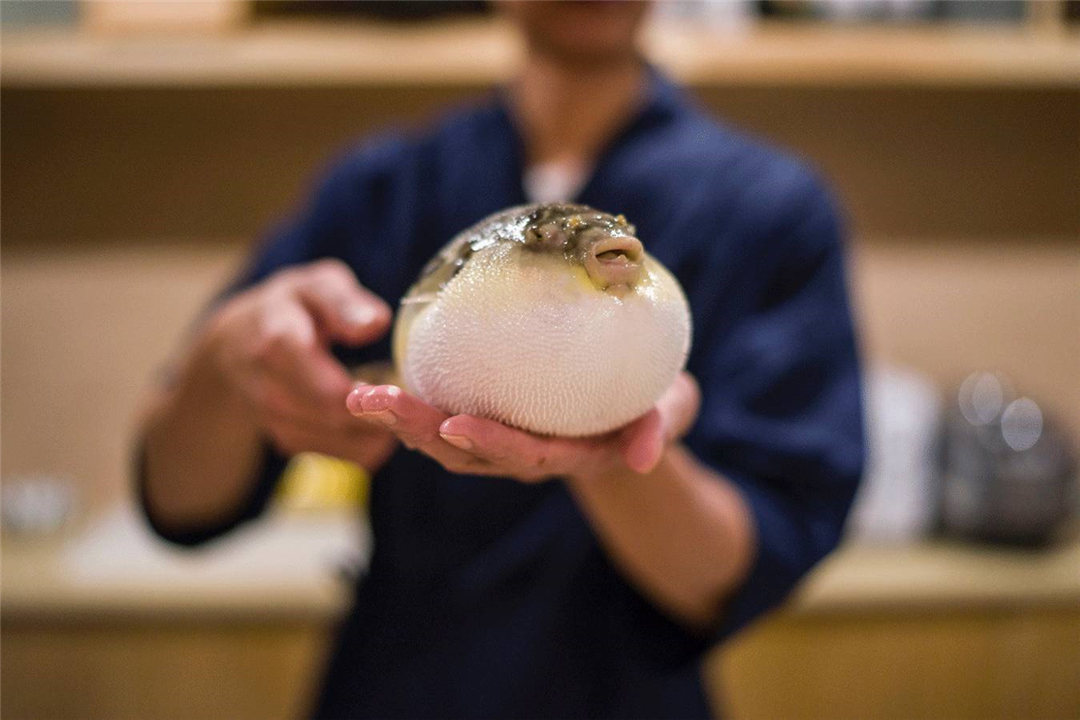  河豚体内的剧毒是怎么来的？为什么明知是剧毒，人类还要拼死吃？