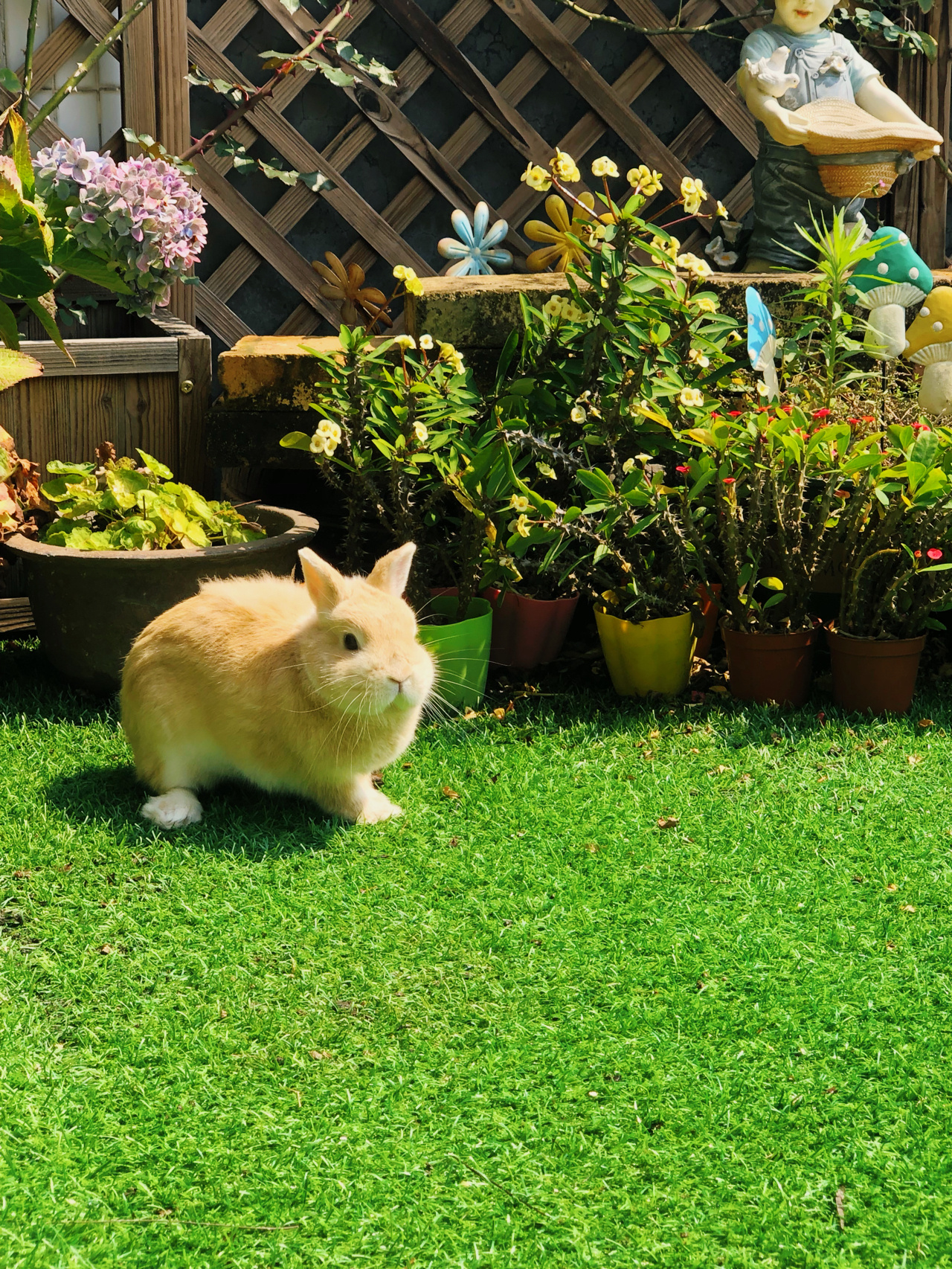 荒废多年的80㎡楼顶露台,DIY改造花园,从无到有满满的成就感了