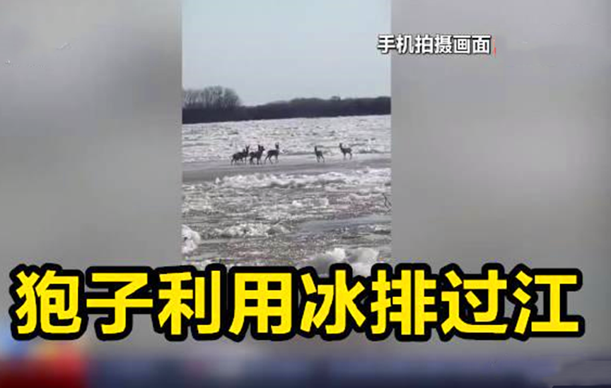 互联网百话 揭秘东北虎咬伤找谁赔偿,揍老虎负法律责任吗?附近疑有觅食通道