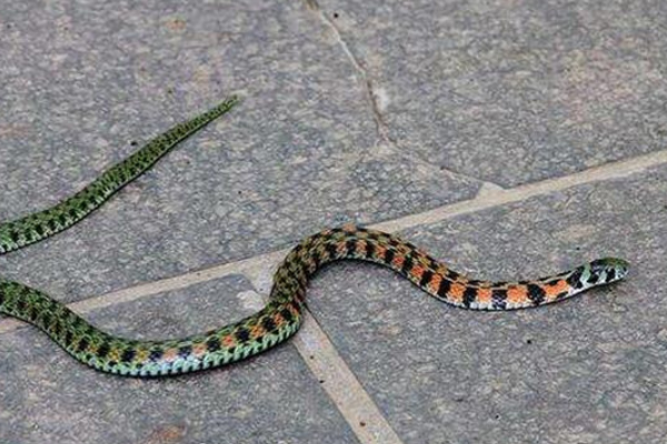 毒蛇 为何说鸡冠蛇是最毒的蛇？它真的存在吗？有没有人们口中那么可怕