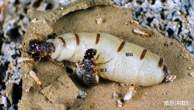 蚂蚁智慧有多牛?不搬食物搬树叶,自己回家“种蘑菇”!细极思恐