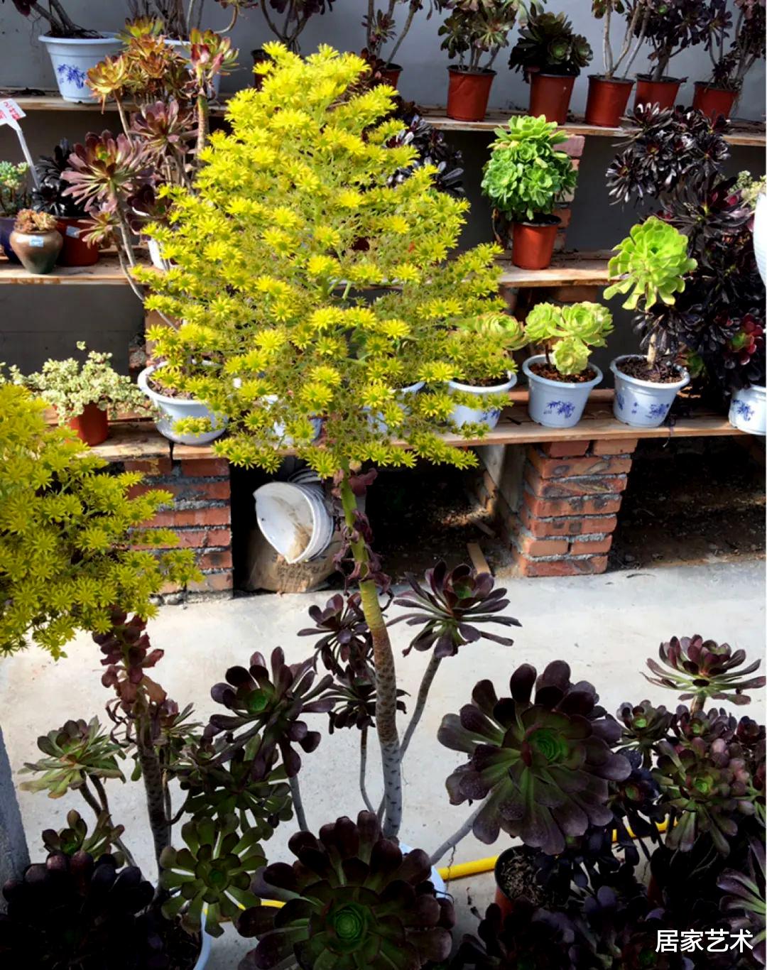 居家艺术|养多肉,就要看它完整的生命绽放!