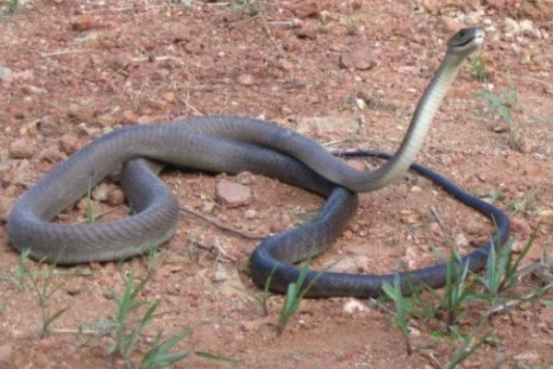 撒哈拉沙漠|这不是黑曼巴蛇，黑曼巴究竟长什么样？纯黑色的又是什么蛇？