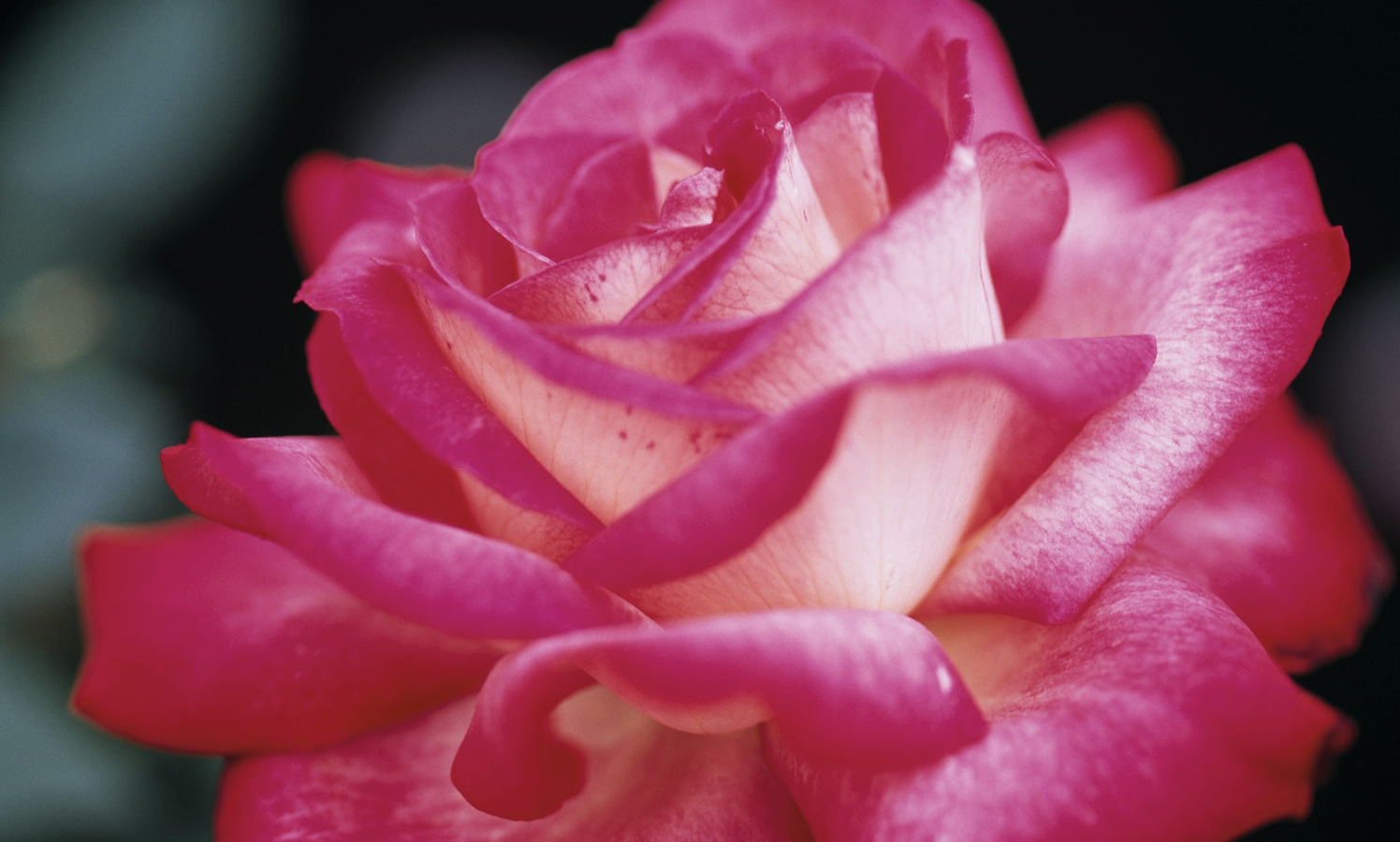 蜂蜜|9月，事业如鱼得水，爱情甜如蜂蜜，3生肖穿金戴银好福气，囍事连连