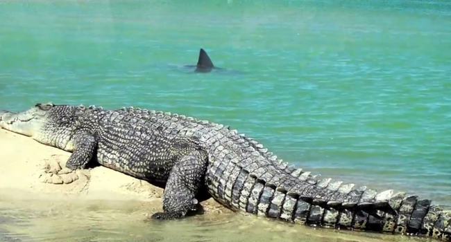 |鳄鱼和鲨鱼碰上谁会赢，这两种史诗级的巨兽相遇，会发生怎样的事
