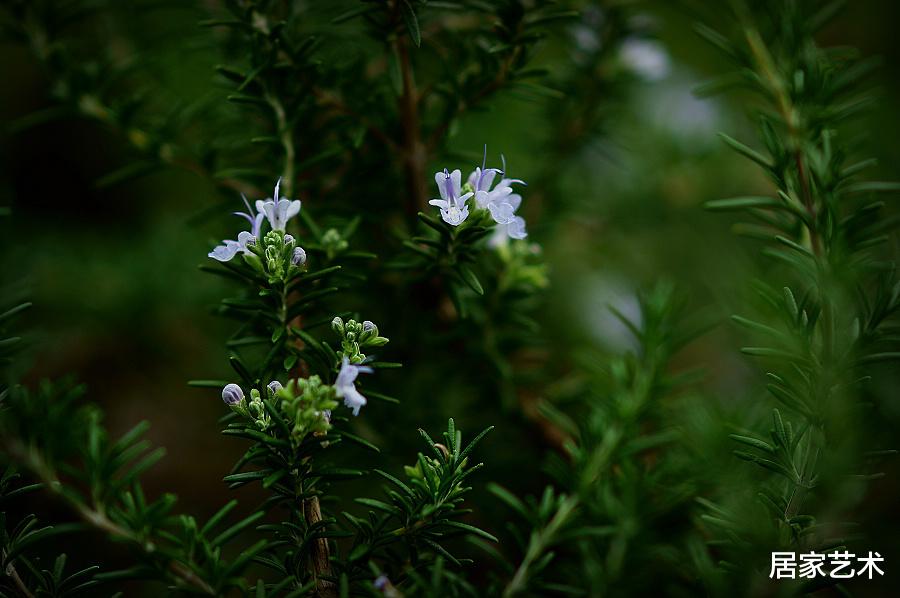 居家艺术 迷迭香不好养活，也不见开花？选这个品种试试，它香味浓好养活最重要的是花期还长