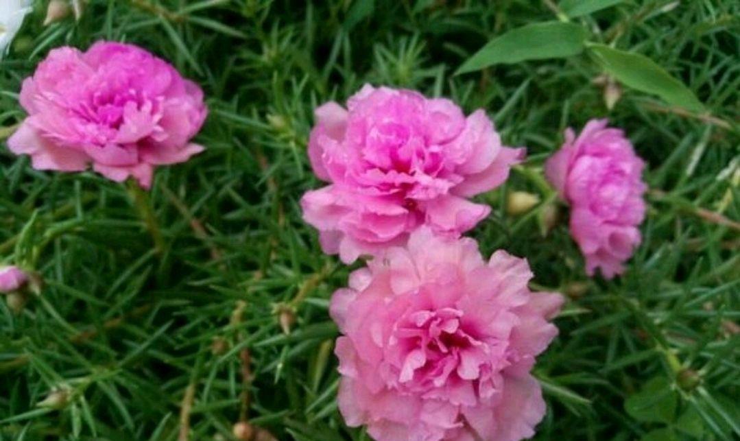 园艺印象|太阳花徒长很正常，可以通过修剪以及打造棒棒糖来变美