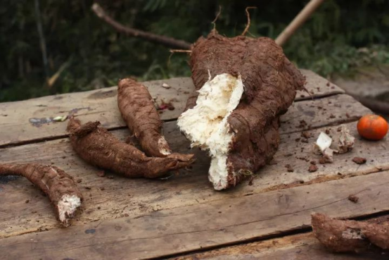 健康追酱|甲状腺结节能不能吃西兰花？这1种食物，能够活血化瘀，肿块消散