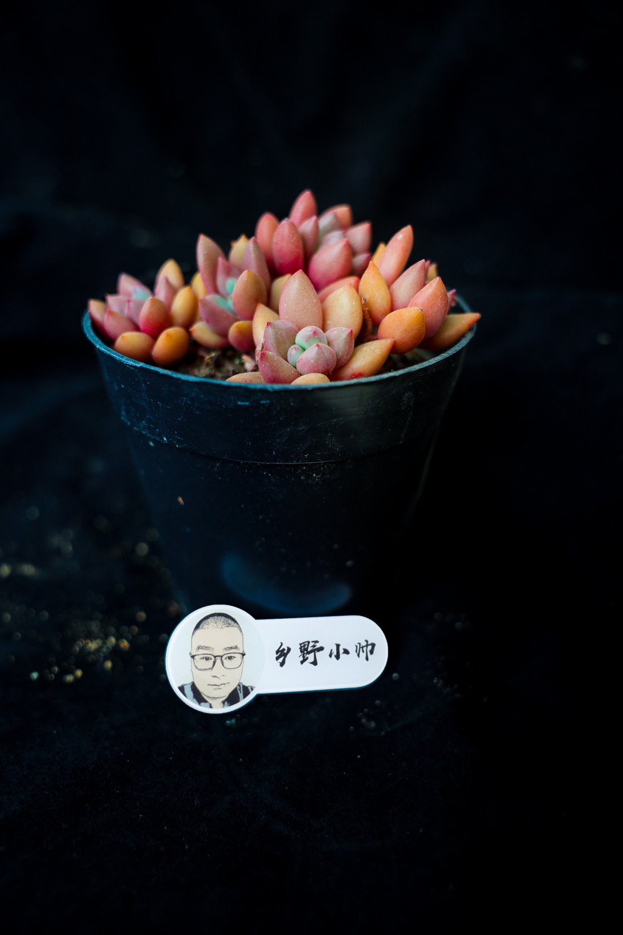 乡野小帅 多肉真菌感染让人烦,这样做让你的肉肉“茁壮成长”