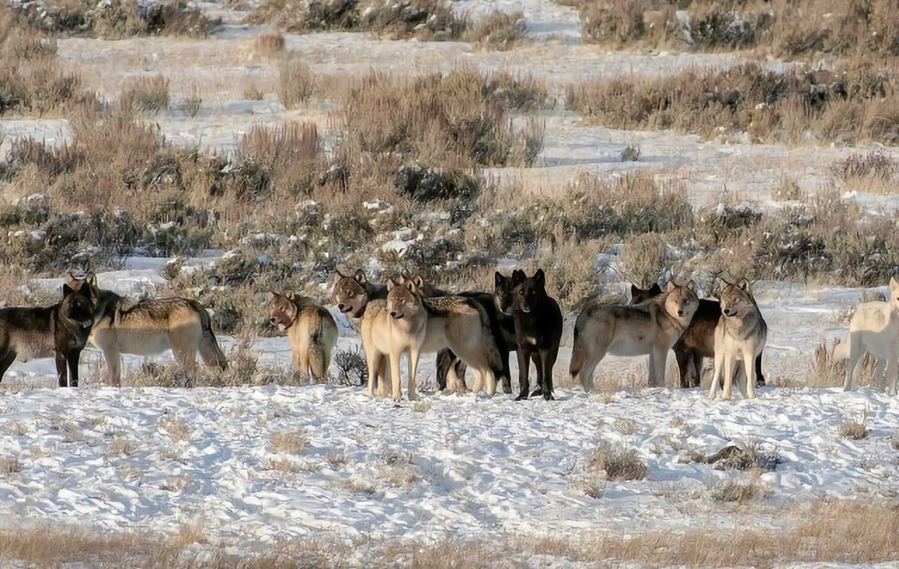 北美灰狼 北美灰狼：我只是大了一点而已，别在说我可以叫板大型猫科