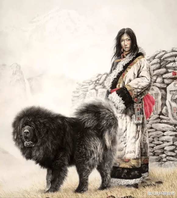微风执杯聊自然|被炒作之前的藏獒，生于荒野土坑，死于荒野战圈，是真正的中国獒