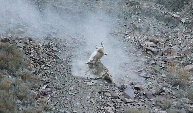  岩羊为何能在悬崖峭壁上如履平地？