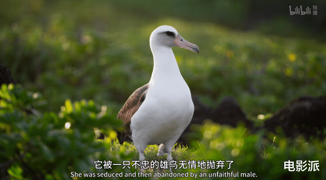 无码交配,这尺度不付费真能看?