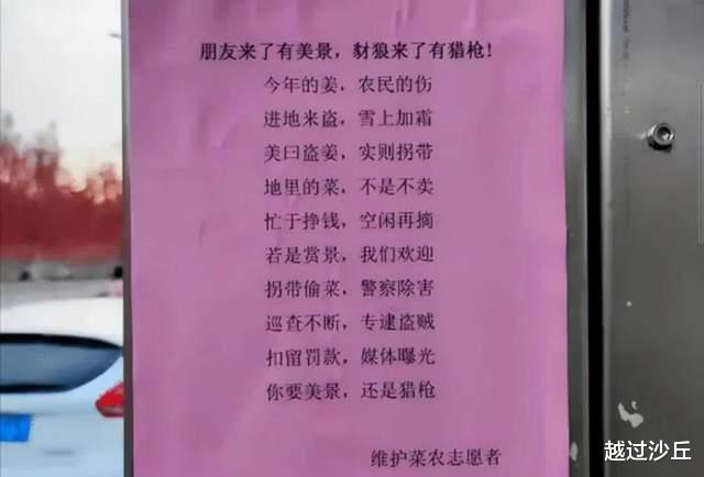 河北老人的“偷菜团”:他们偷走的是白菜,丢失的却是良知和尊严