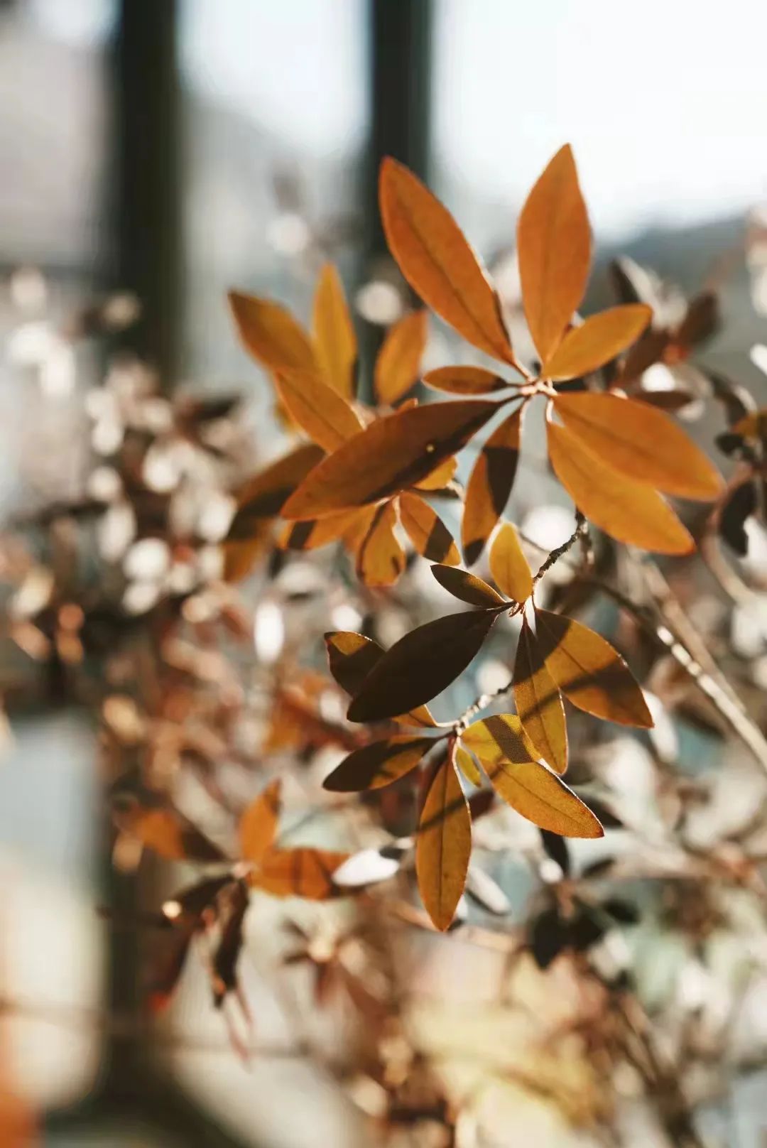 香氛蜡烛、松果、姜饼人，圣诞节tag的小物件装饰，轻松拍出圣诞节氛围感大片