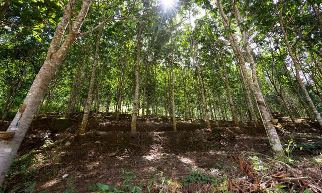 任战敏律师 橡胶林收到责令交地决定书 冠领代理二审出庭 维持一审胜诉判决