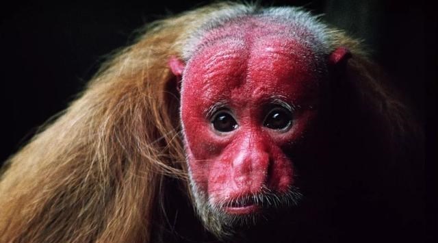 探秘:隐藏在亚马逊雨林中的8件神奇的事物