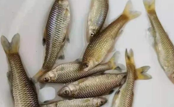 |小杂鱼一闹，再大的鱼都不好钓，60岁老钓手指导指导，效果特好