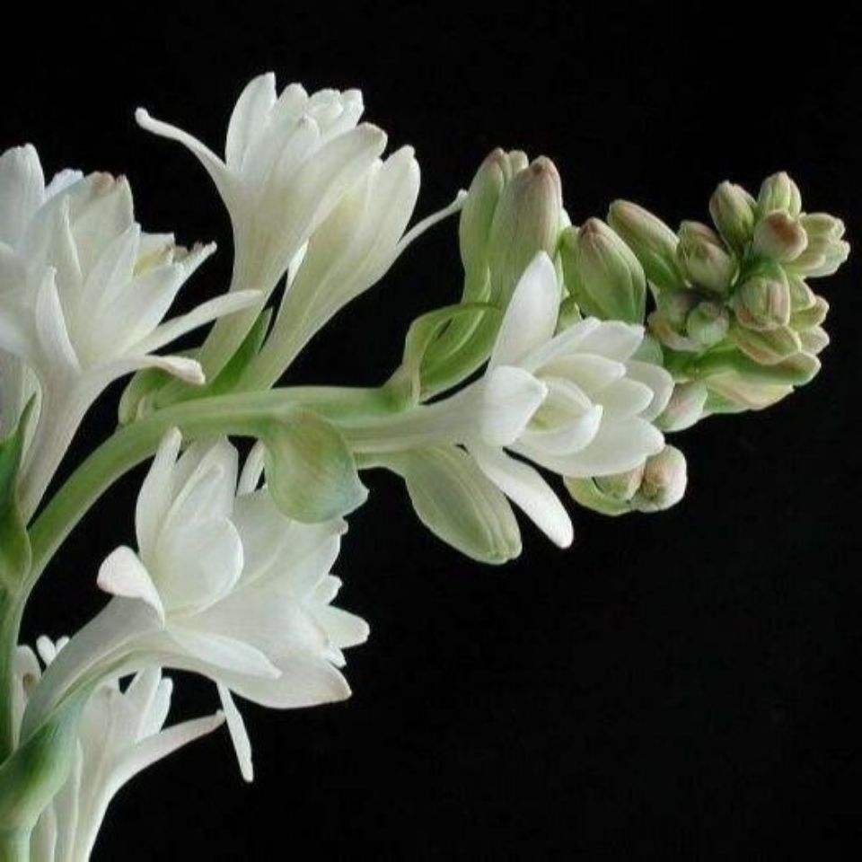 6种适合女人养的花,懂得生活的人才值得拥有它,好看又好养