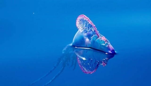 化石 无奇不有：盘点自然界种的8种“透明”物种，总有你没见过的！