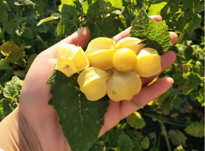 麻烦让让 车厘子自由实现了，只是小时候的味道不多见了