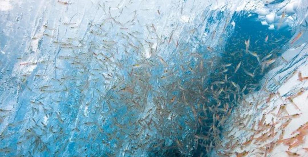 大量“粮食”被储存在南极?10亿吨南极磷虾,估计能养活几十亿人
