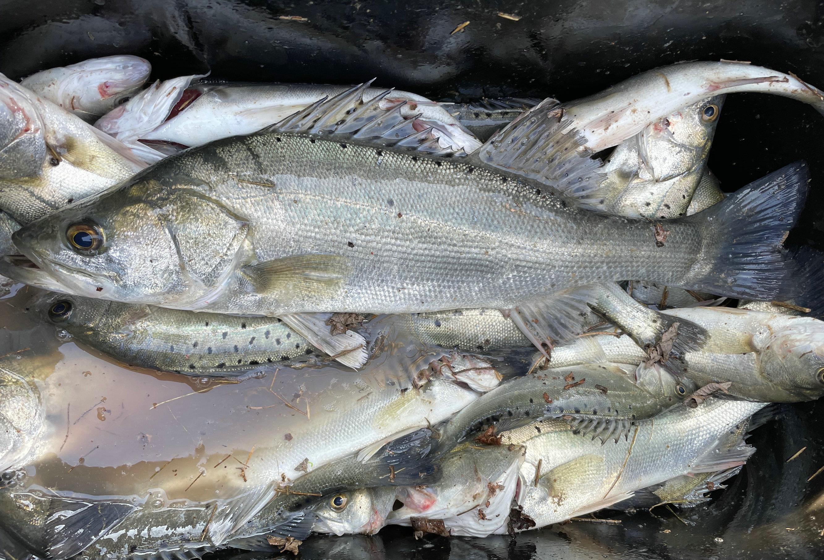 盐城|江苏盐城:鲈鱼群来袭,有人半天钓十几条,还有人辞职去钓鱼