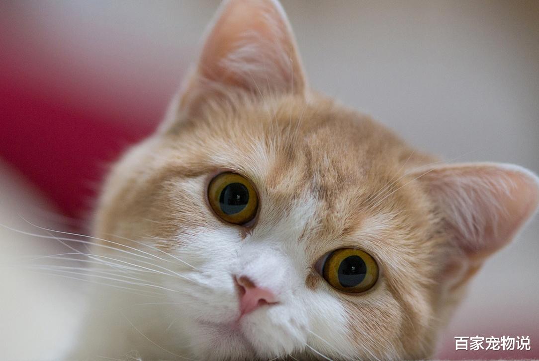 二手房 猫科动物性情多变，猫咪总是发呆，还可能是因为这些原因！