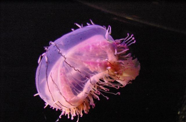 水母 人类遭遇威胁！暴力水母攻击阿拉斯加人和狗 水母为什么攻击人类