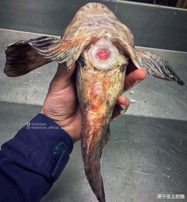 海洋生物 渔民用拖网捕获海洋生物，奇特外表像外星来客，引发网友巨大兴趣