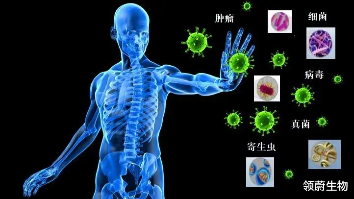 免疫系统出现异常，间充质干细胞能治疗吗？