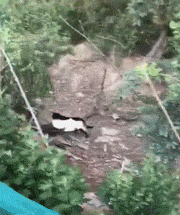 |那些年美容失败的狗狗，丑到不敢认！像极了剪发前和剪发后的你？