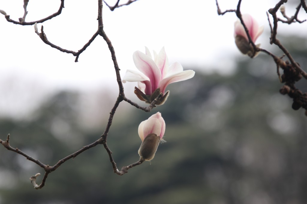 行走江苏 南京连日春暖 雨花台宝华玉兰绽放