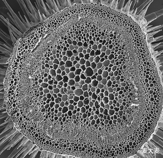 昆虫 星际争霸中的虫族如何食用才是安全的？