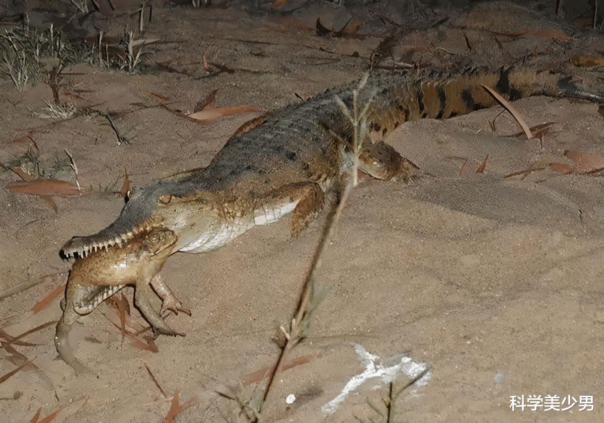 巨型蛤蟆，在澳洲泛濫至15億隻，連鱷魚都被毒翻-圖6