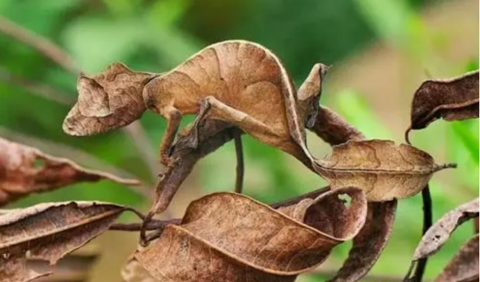爬行动物 它被称为现代版翼龙，疑似进化出翅膀，能在树林里“飞翔”