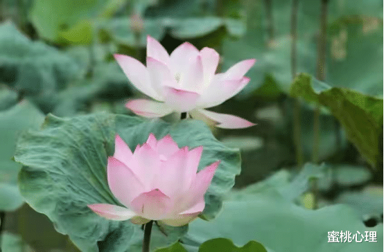 蜜桃心理|一旦爱了就无法自拔的3大星座：一个执着、一个深情、一个专一