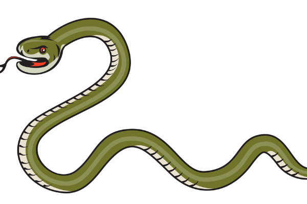 眼镜王蛇 毒性不强地位很高,眼镜王蛇为何称第一?难道就没蛇能与它抗衡?