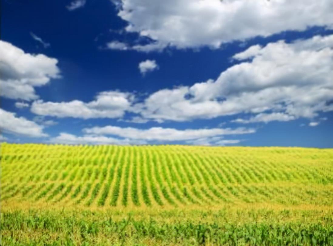 育妈计|中国大规模取消进口玉米订单,这是为什么,要减少进口依赖?