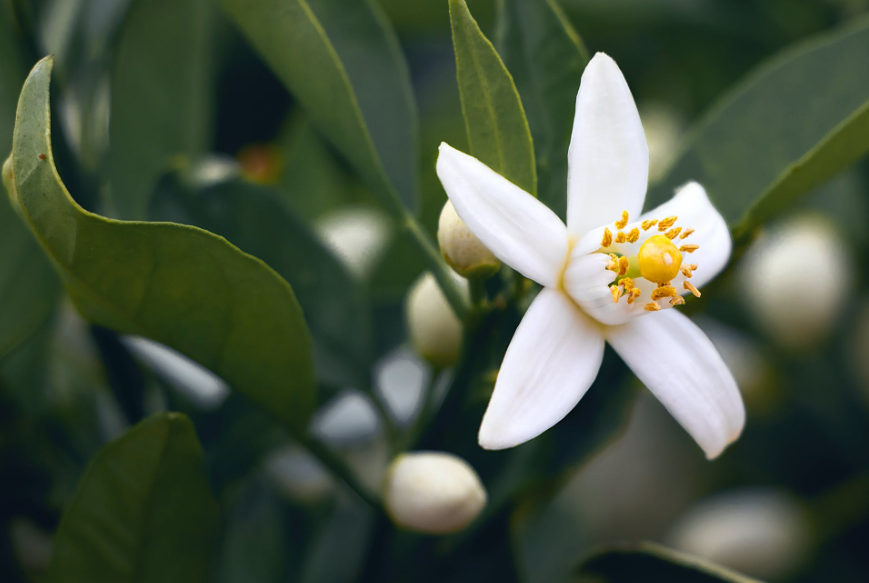 生肖|6月，机遇与时运并存，3大生肖解除忧虑，咸鱼翻身，事业旗开得胜