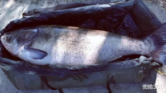 花鲢|湖北一人工湖出现的罕见一幕，巨型大鲢鱼漂浮于水面，死因成谜