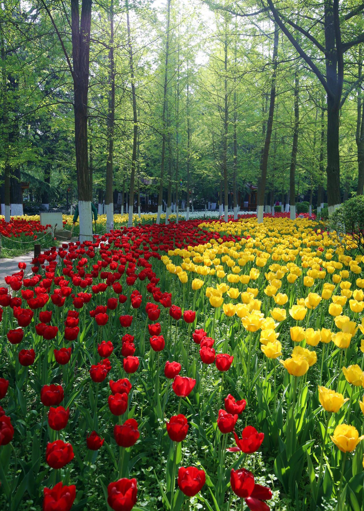 宝鸡 宝鸡人最爱的公园，不仅充满了花香，还有一面人工湖景色媲美西湖